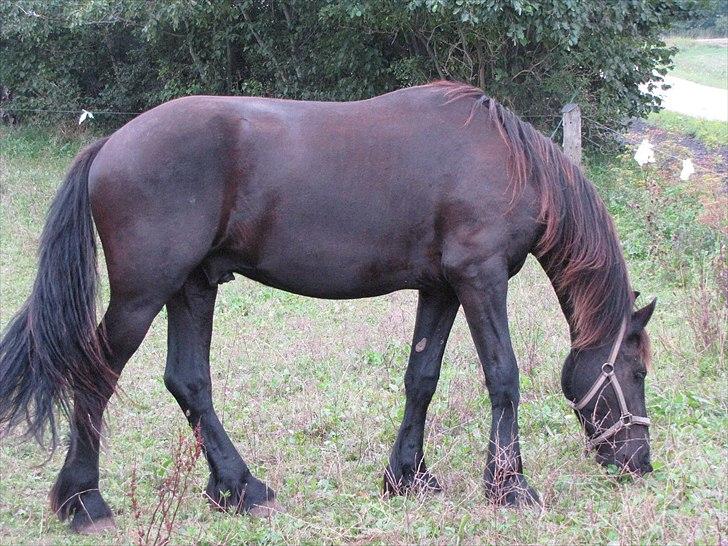 Frieser Cillias af Moltkenberg billede 5