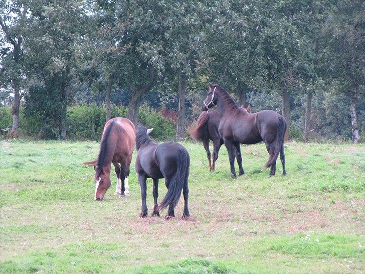 Frieser Cillias af Moltkenberg billede 6