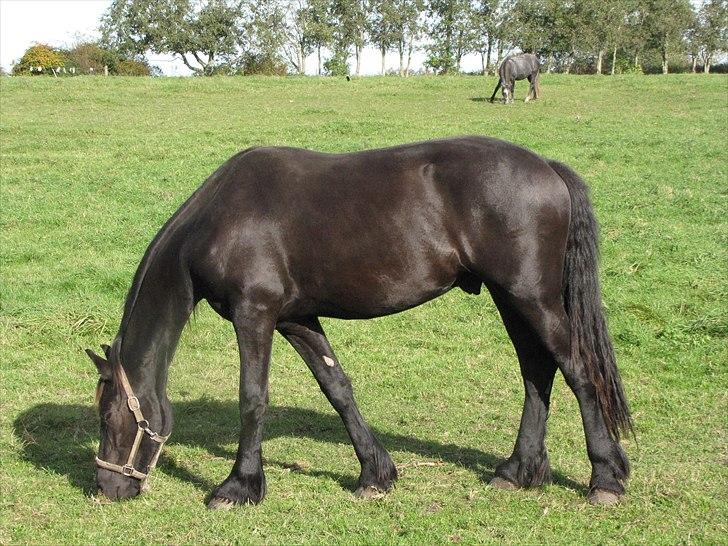 Frieser Cillias af Moltkenberg billede 7