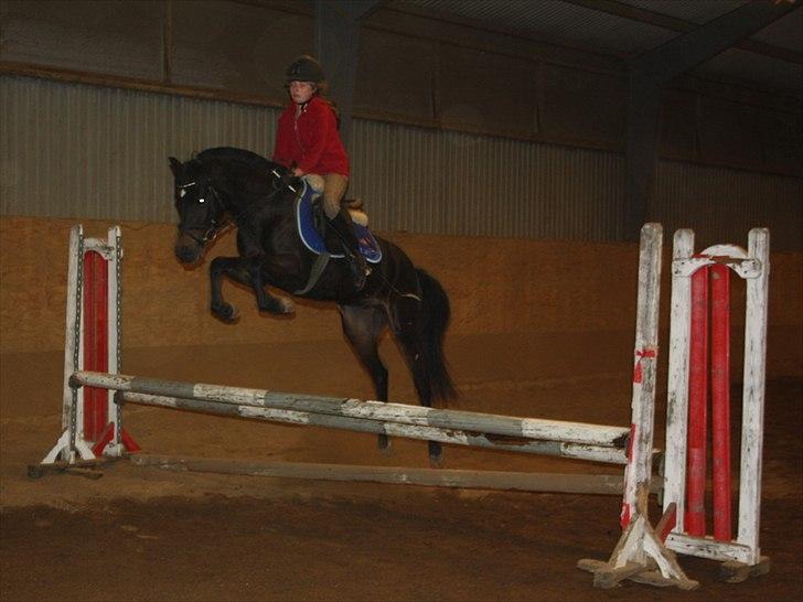 New Forest LØGTHOLT'S BASTIAN billede 15