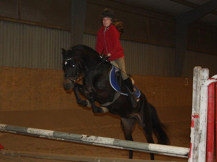 New Forest LØGTHOLT'S BASTIAN billede 16