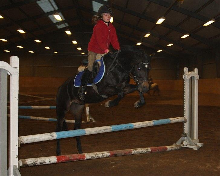 New Forest LØGTHOLT'S BASTIAN billede 17