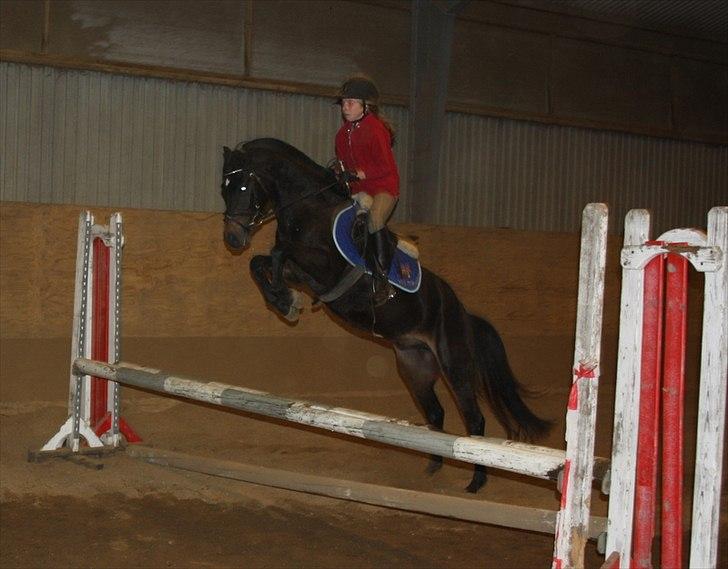 New Forest LØGTHOLT'S BASTIAN billede 19