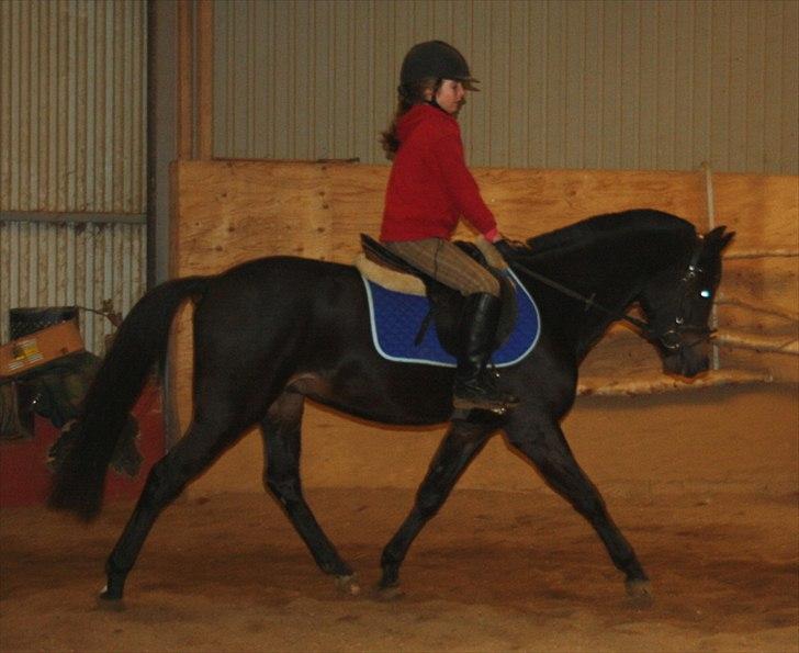 New Forest LØGTHOLT'S BASTIAN billede 20