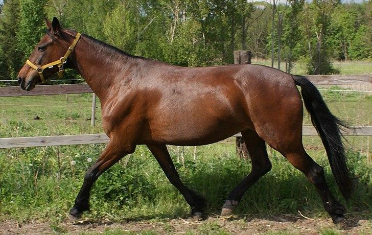 Traver Action Speed - Smukke hesten billede 13