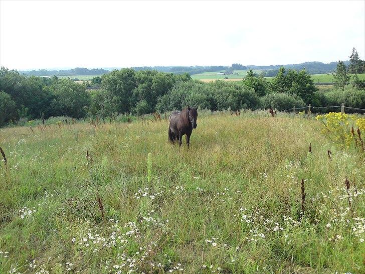 Islænder Fjølvi - Madparadis? Her bliver jeg billede 14