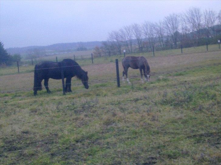 Islænder Fjølvi - Hende passer jeg på billede 15