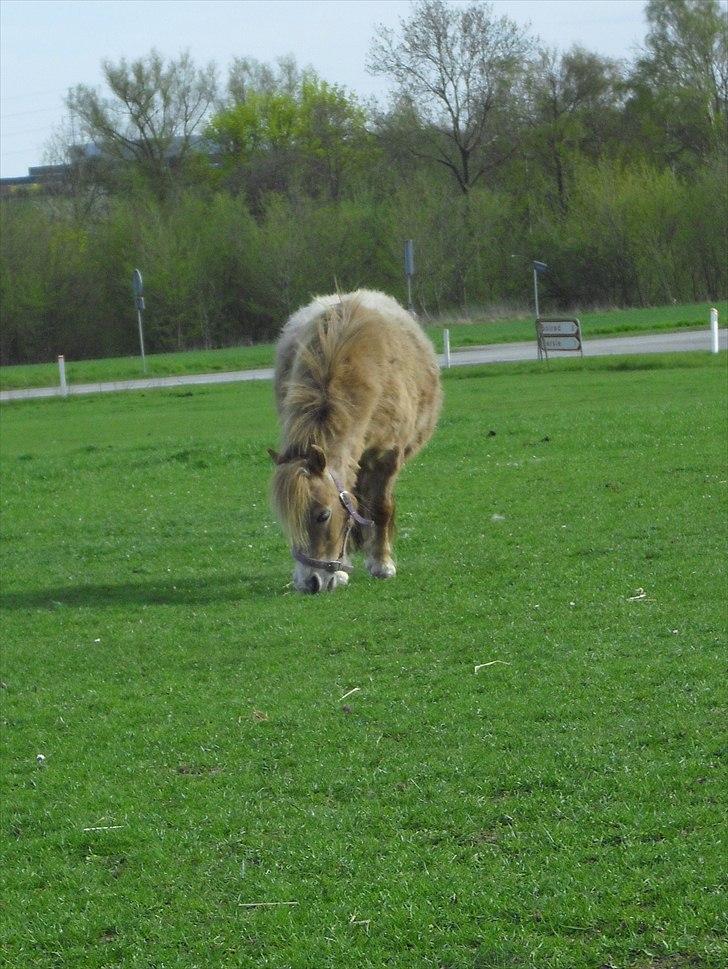 Hollandsk Miniature Lona v.d. Wilpsedijk - Fede på folden;) billede 11