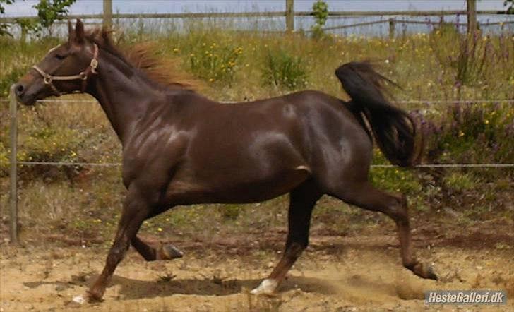 Traver Hard To Get - Hardy <3 billede 1