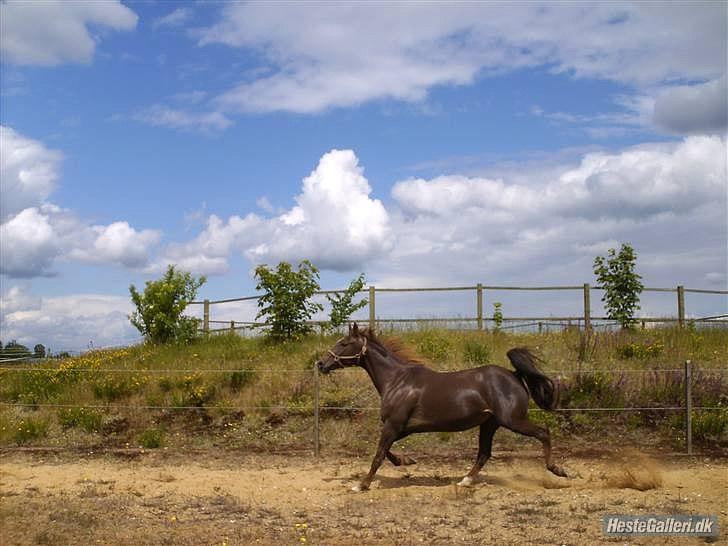 Traver Hard To Get - Hardy <3 billede 4