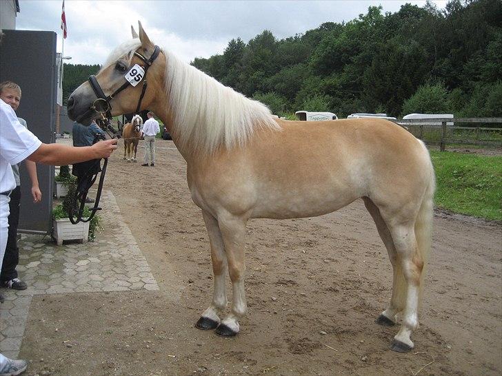 Haflinger Elghusets Hope - Kåring i Hinnerup august 2010 billede 9