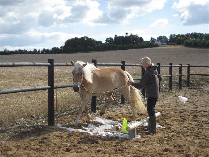 Haflinger Elghusets Hope billede 10