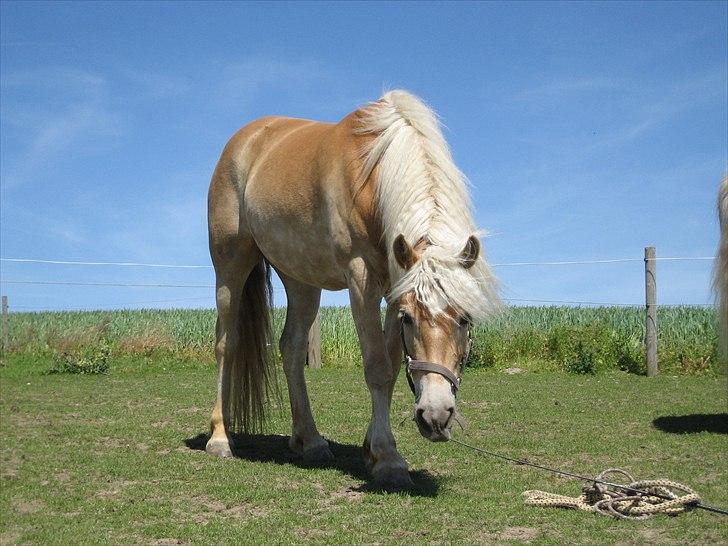 Haflinger Elghusets Hope billede 2