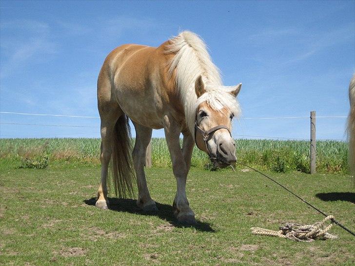 Haflinger Elghusets Hope billede 14