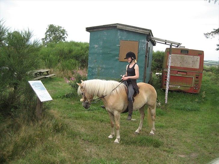 Haflinger Elghusets Hope - På skovtur med pude og uden bid. Dejligt! (: billede 7