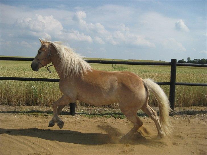 Haflinger Elghusets Hope billede 17