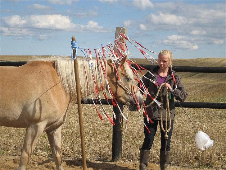 Haflinger Elghusets Hope - Farligt? ;) billede 3