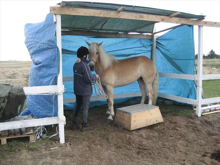 Haflinger Elghusets Hope - Til Agility stævnet billede 16