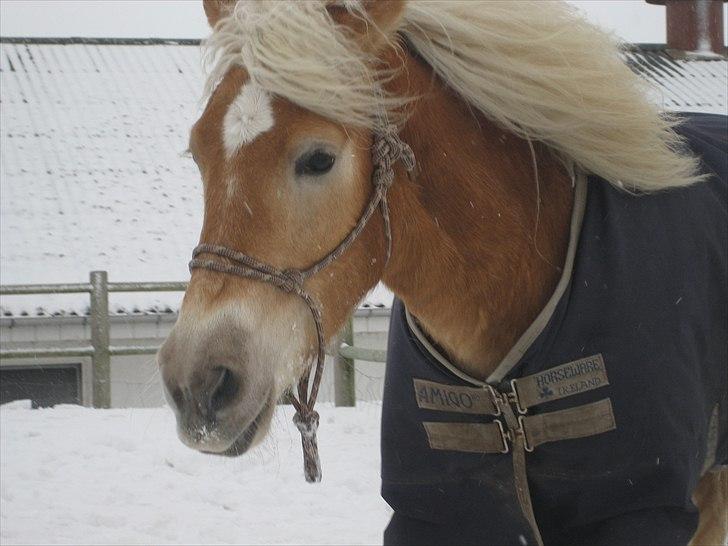 Haflinger Elghusets Hope billede 19