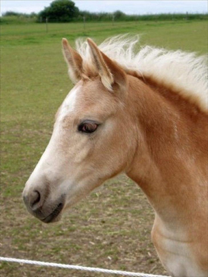 Haflinger Elghusets Hope - Hope som føl billede 20