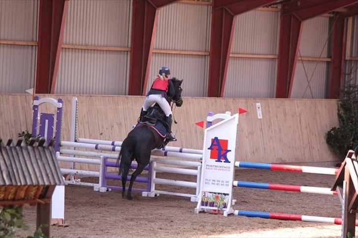 Welsh Pony af Cob-type (sec C) Tabaluga 167 - Tabamusen:-D billede 5