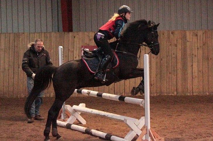 Welsh Pony af Cob-type (sec C) Tabaluga 167 - Springtræning Hrv<333;-* billede 6