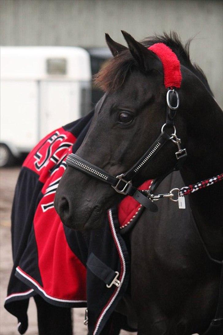 Welsh Pony af Cob-type (sec C) Tabaluga 167 - <3 billede 7