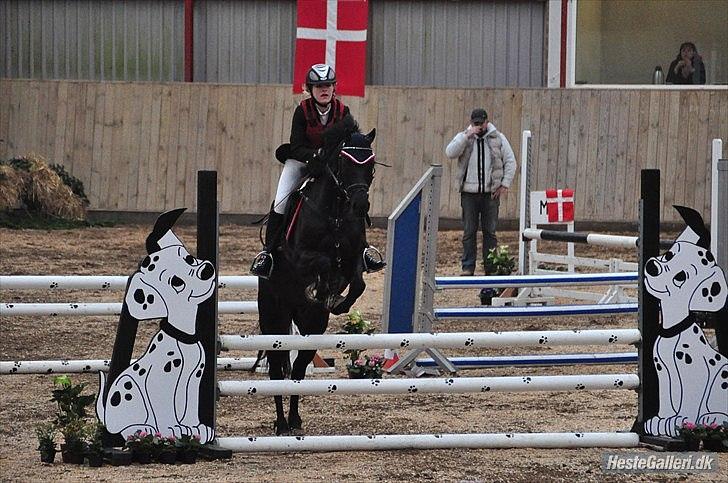 Welsh Pony af Cob-type (sec C) Tabaluga 167 - Babén in action<3333:i Billede taget af: Nathalie D. Jeppesen tak<3:i billede 8