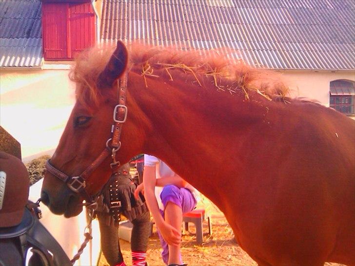 New Forest Pasha SOLGT billede 12