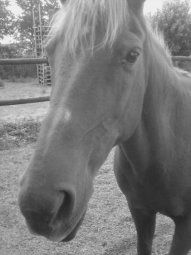 New Forest Pasha SOLGT billede 13