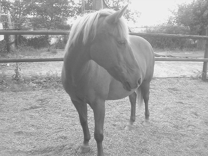 New Forest Pasha SOLGT billede 14