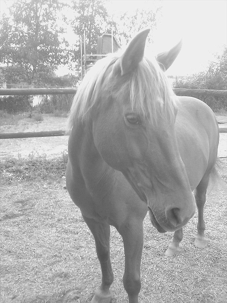 New Forest Pasha SOLGT billede 15