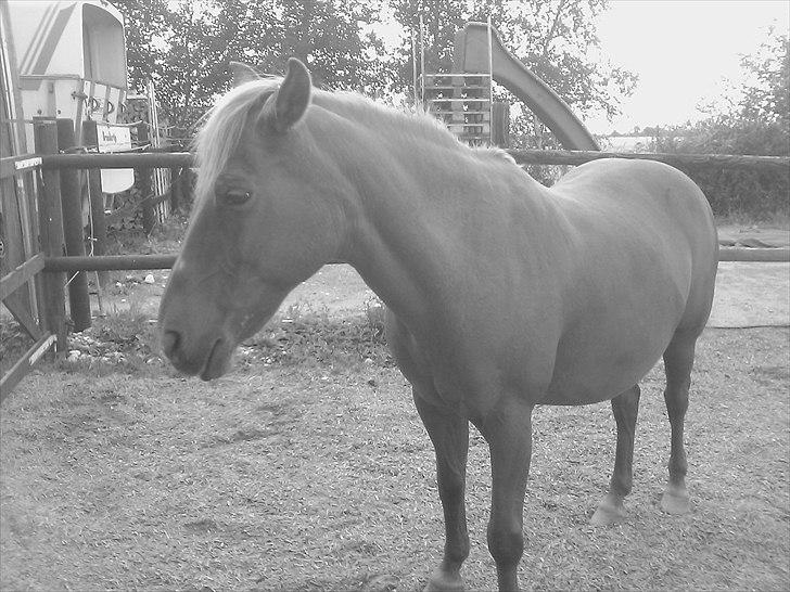 New Forest Pasha SOLGT billede 16