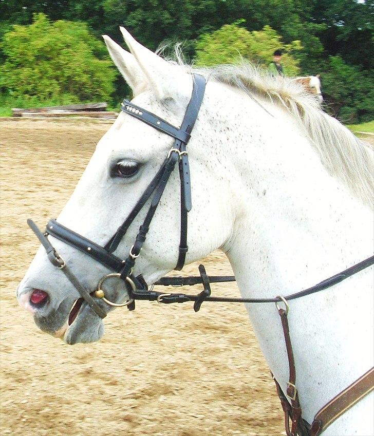 Dansk Varmblod La Troya ( solgt ) - Til springtræning billede 18