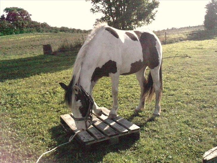 Anden særlig race Spanggaard's Pocahontas  - Poca går på palle for første gang! :D billede 11