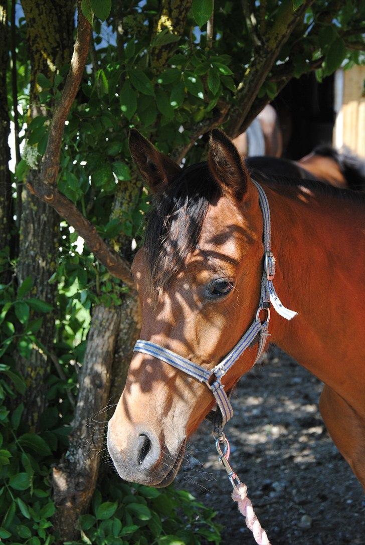 DSP Ng Golden Champion. - VELKOMMEN TIL CHAMPIONS PROFIL! :-) foto: bedsteveninden i; billede 1