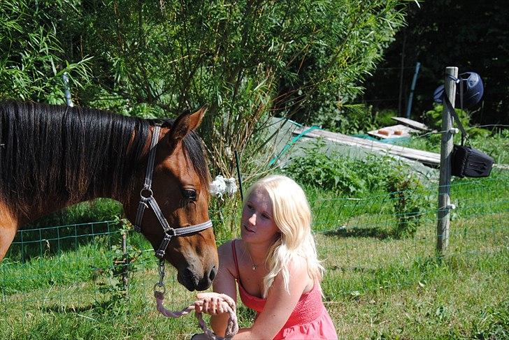 DSP Ng Golden Champion. billede 5