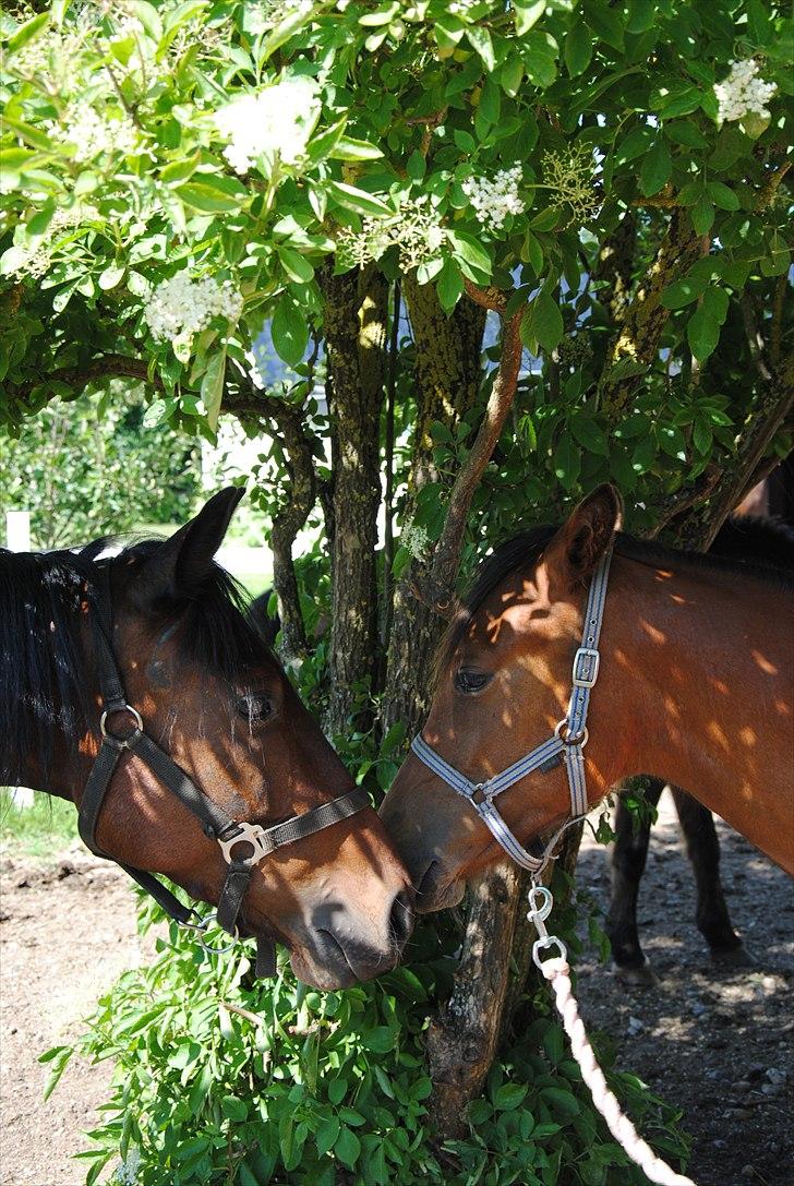 DSP Ng Golden Champion. billede 6