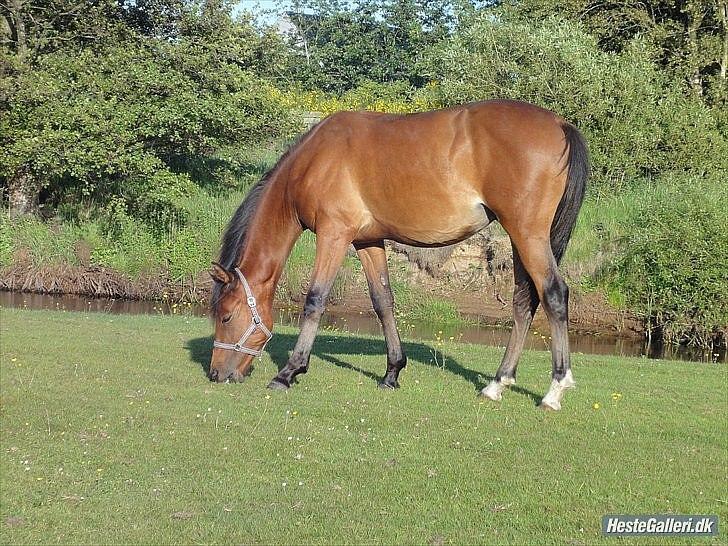 DSP Ng Golden Champion. billede 8