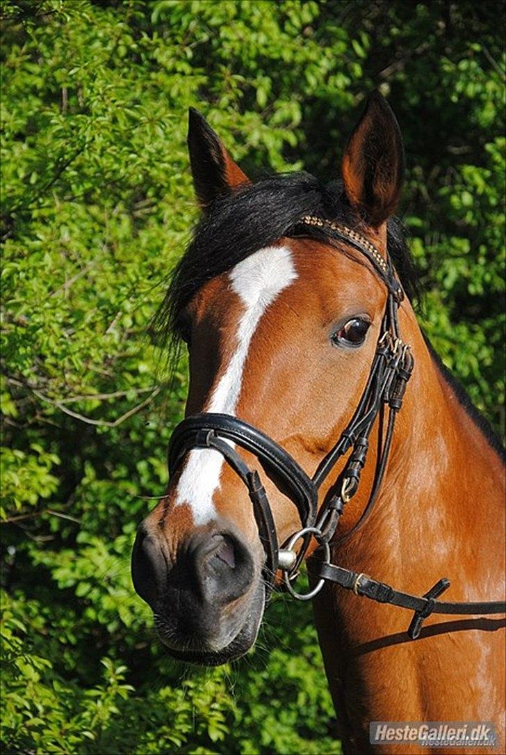 DSP Ng Golden Champion. - CHAMPIONS MOR - MALOU I; lækker pony :-D billede 10