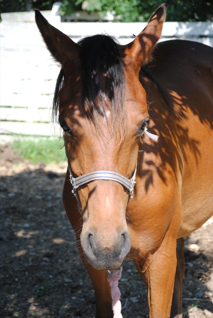 DSP Ng Golden Champion. billede 12