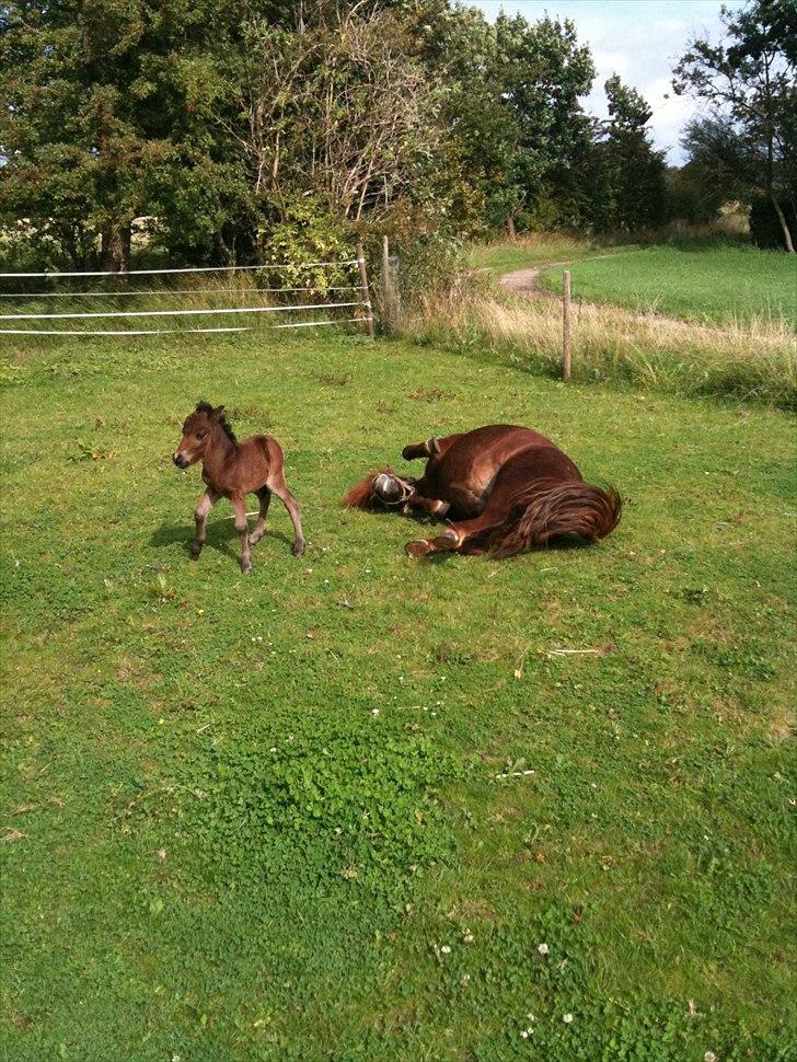 Shetlænder Cosmo<3  - Den bliver vist lidt forskrækket<3 billede 9