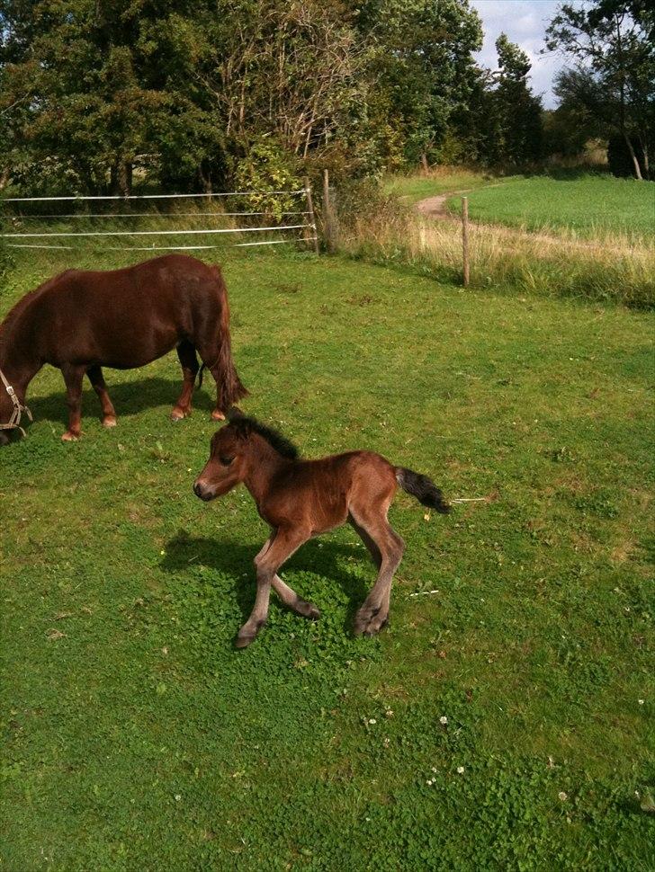 Shetlænder Cosmo<3  - løbetur<3 billede 10