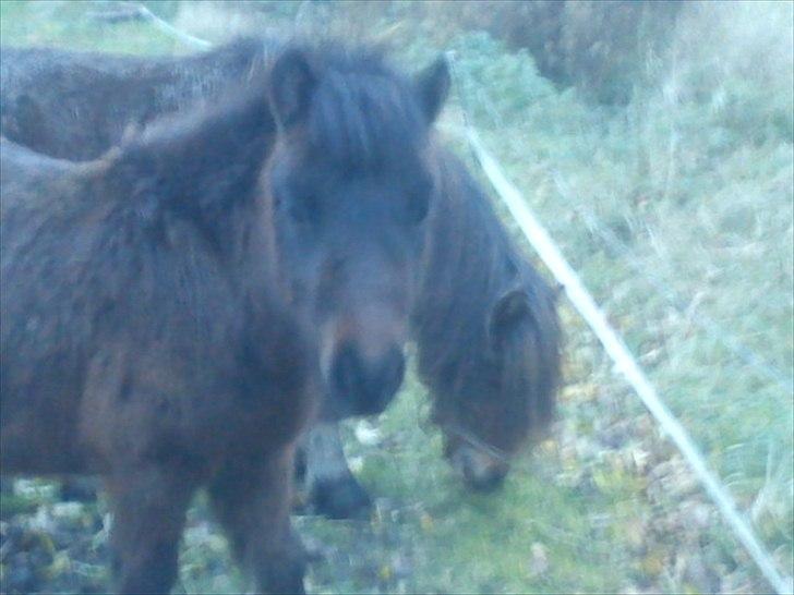 Shetlænder Cosmo<3  - cosmo og i baggrunden hans far candy<3 billede 12