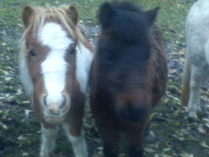 Shetlænder Cosmo<3  - cosmo og hans lille ven coco<3 billede 13
