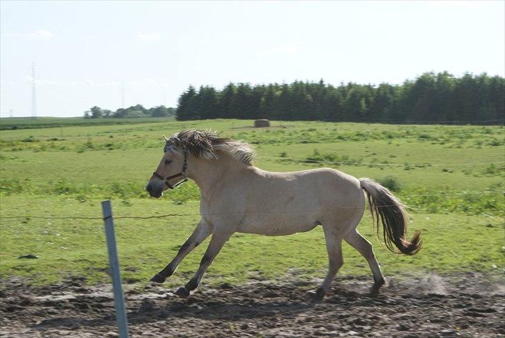Fjordhest Rosa billede 3