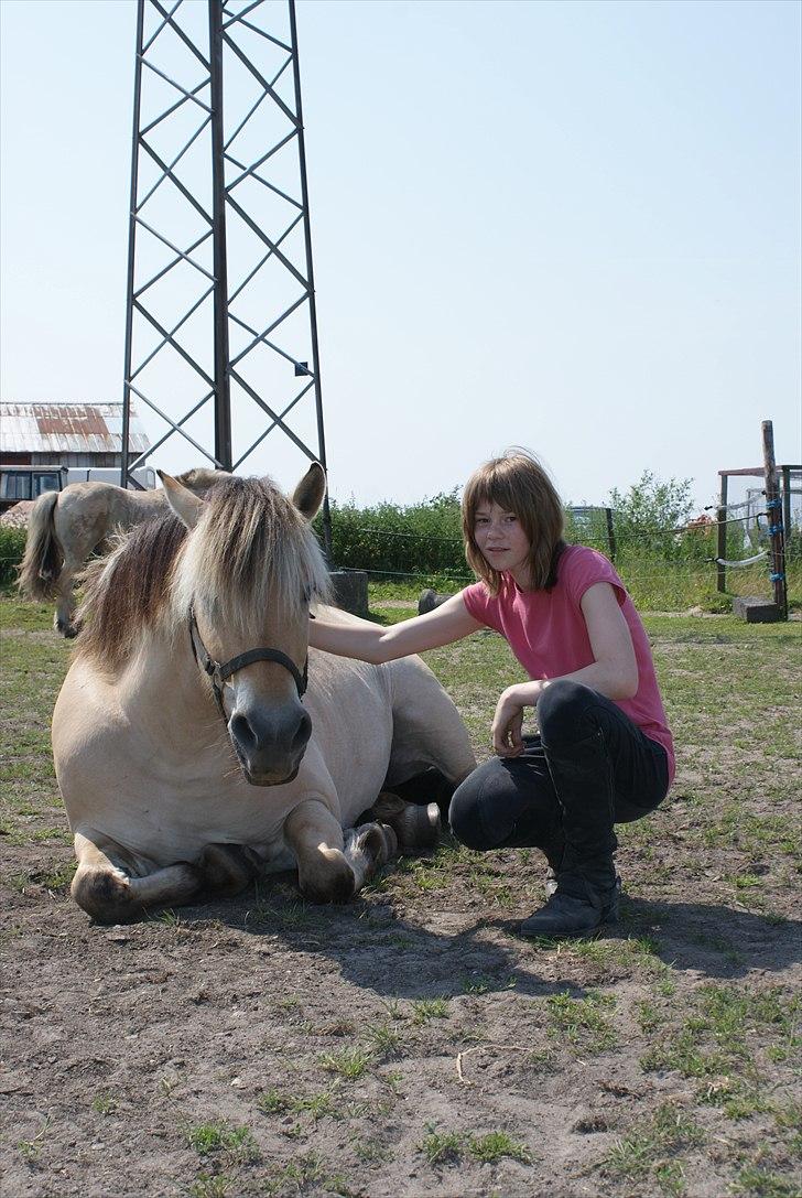 Fjordhest Rosa billede 4
