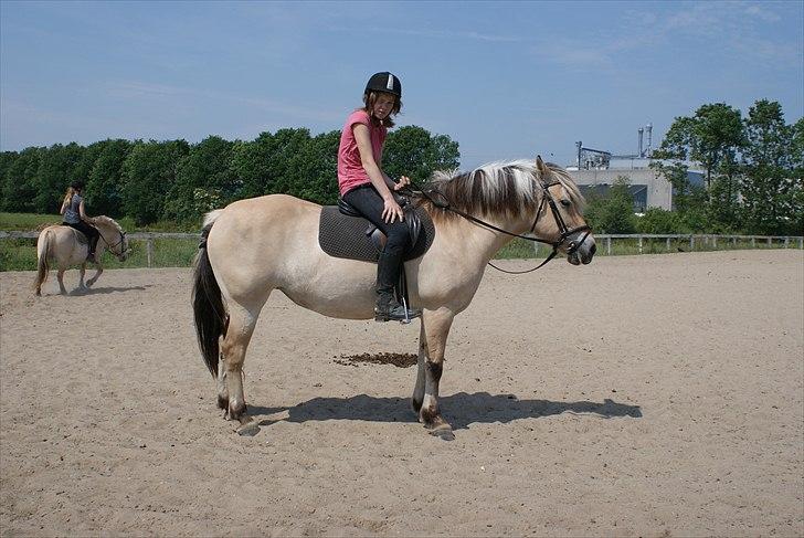 Fjordhest Rosa billede 5