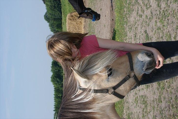 Fjordhest Rosa billede 6