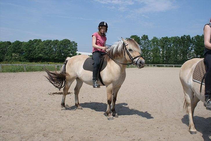 Fjordhest Rosa billede 7